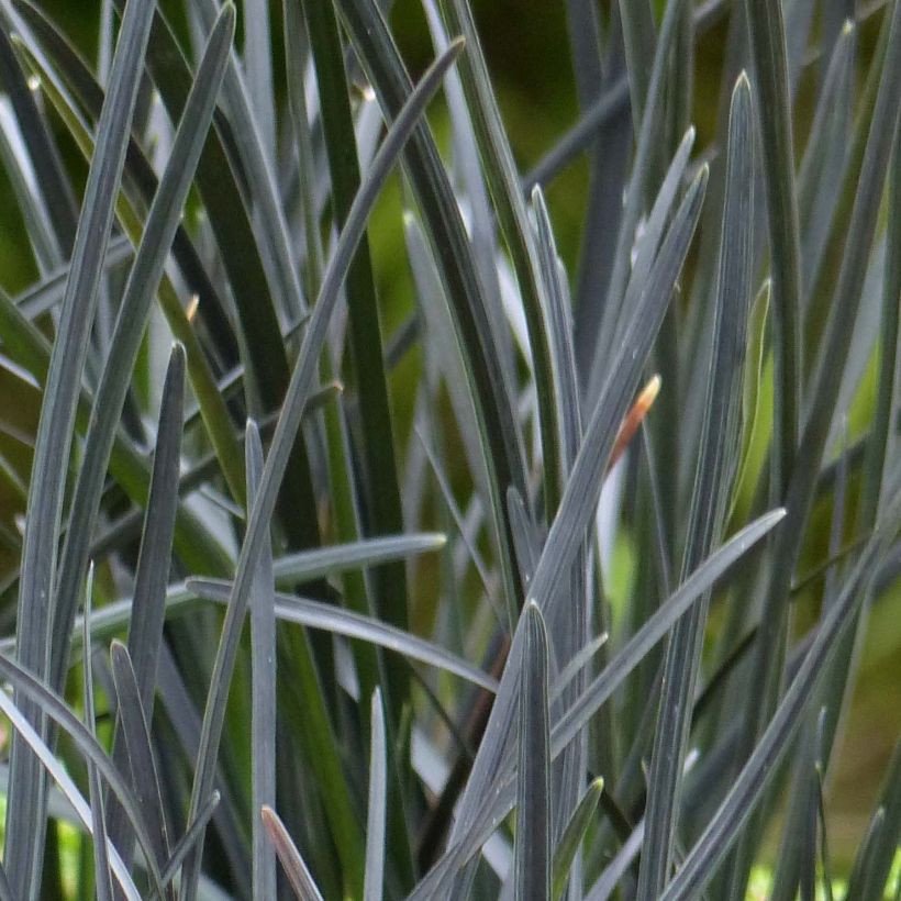 Ophiopogon planiscapus Hosoba Kokuryu - Schlangenbart (Foliage)