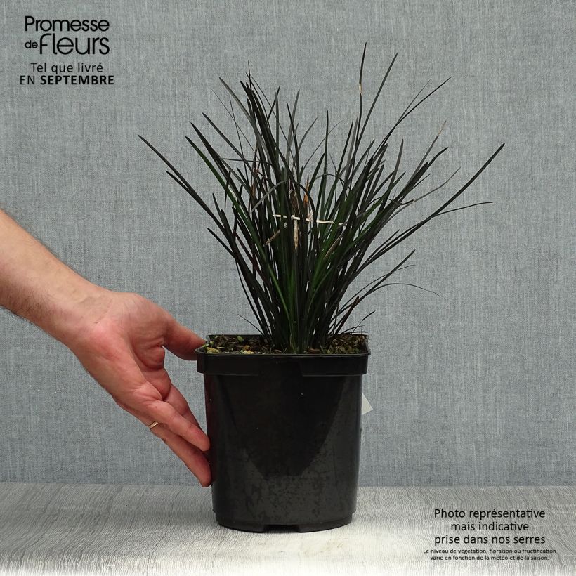 Example of Ophiopogon planiscapus Hosoba Kokuryu - Schlangenbart Topf mit 2L/3L as you get in automne