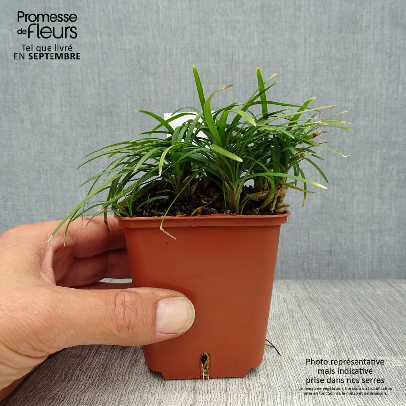 Example of Ophiopogon japonicus Minor - Schlangenbart Kleine Töpfe von 8/9 cm as you get in automne