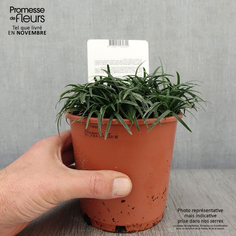Example of Ophiopogon japonicus Minor - Schlangenbart Topf mit 1L/1,5L as you get in automne