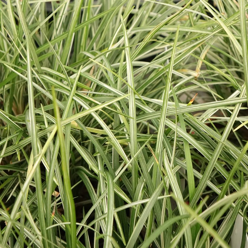 Ophiopogon japonicus Silver Mist - Schlangenbart (Foliage)