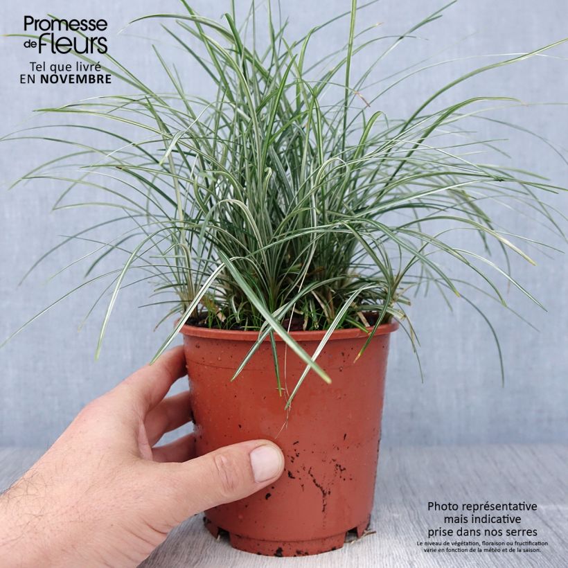 Example of Ophiopogon japonicus Silver Mist - Schlangenbart Topf mit 1L/1,5L as you get in automne