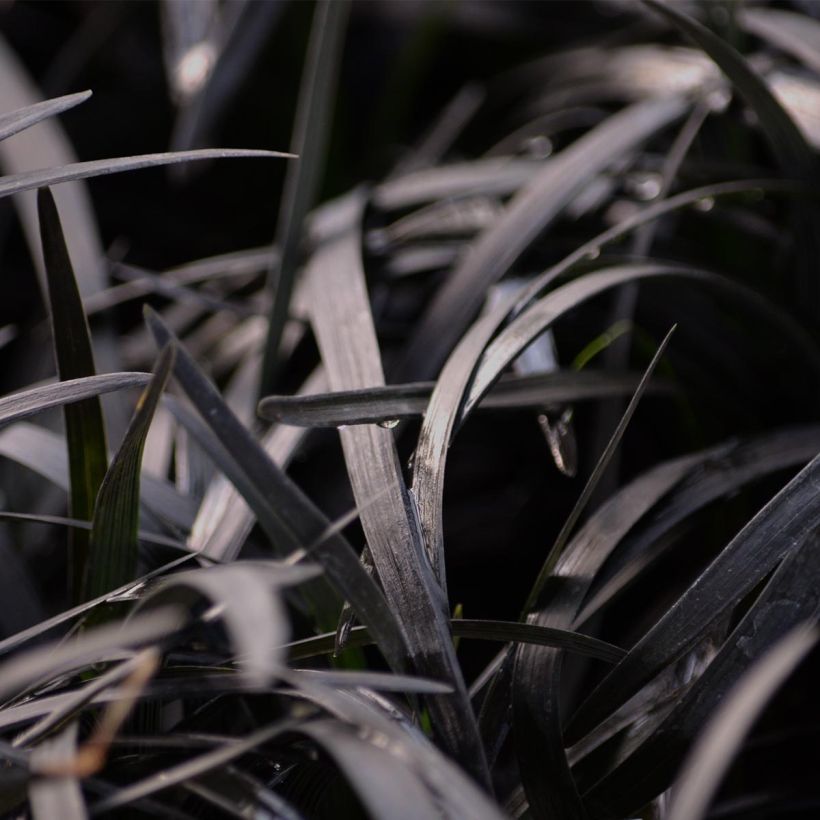 Ophiopogon planiscapus Nigrescens - Schlangenbart (Foliage)
