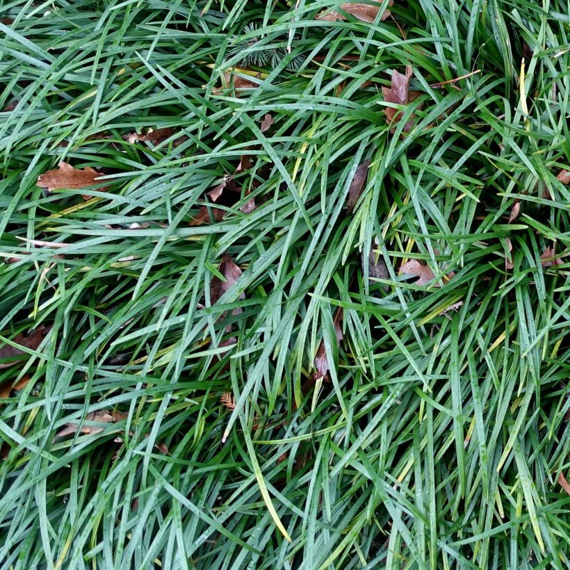 Ophiopogon planiscapus - Schlangenbart (Foliage)