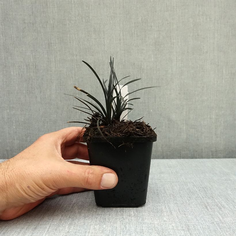 Exemplar von Ophiopogon planiscapus Black Dragon - Schlangenbart Kleine Töpfe von 8/9 cm wie im Herbst geliefert