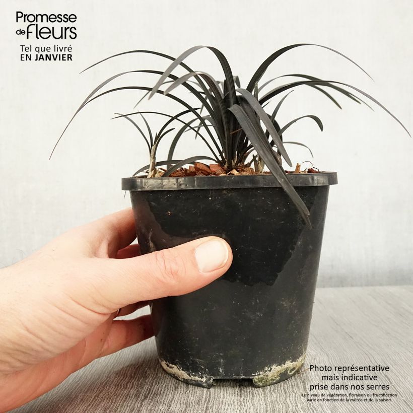 Exemplar von Ophiopogon planiscapus Black Dragon - Schlangenbart Topf mit 1L/1,5L wie im Winter geliefert
