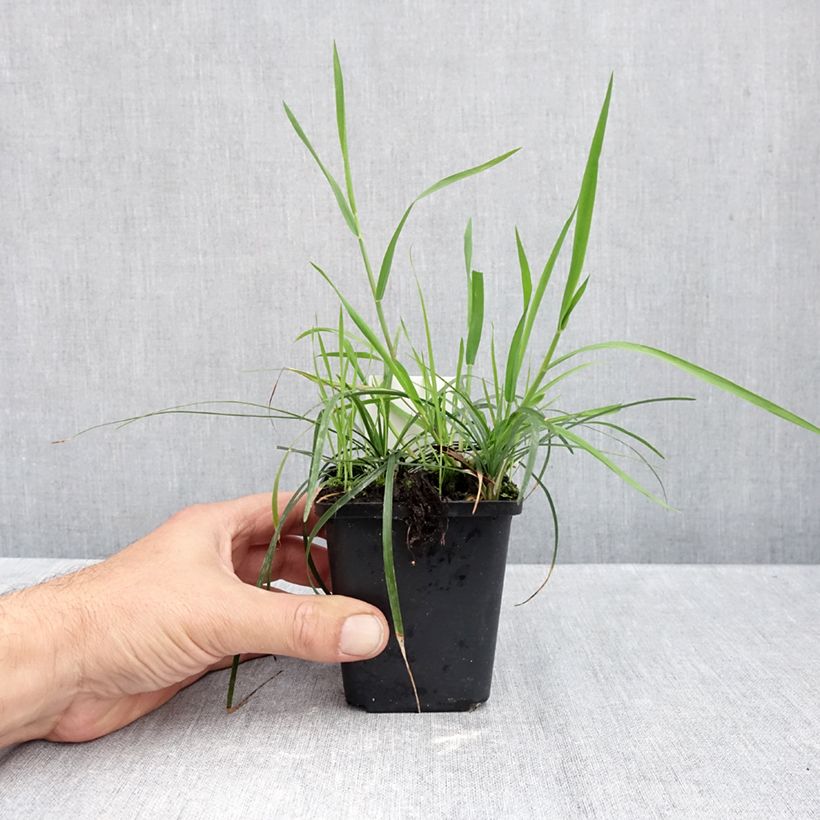 Exemplar von Ophiopogon planiscapus - Schlangenbart Kleine Töpfe von 8/9 cm wie im Herbst geliefert
