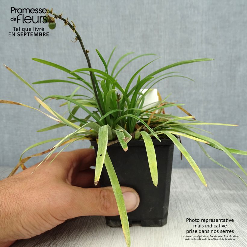 Example of Ophiopogon planiscapus - Schlangenbart Kleine Töpfe von 8/9 cm as you get in ete