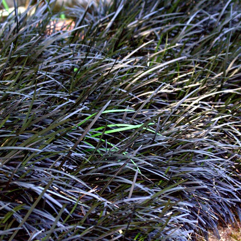 Ophiopogon planiscapus Nigrescens - Schlangenbart (Plant habit)
