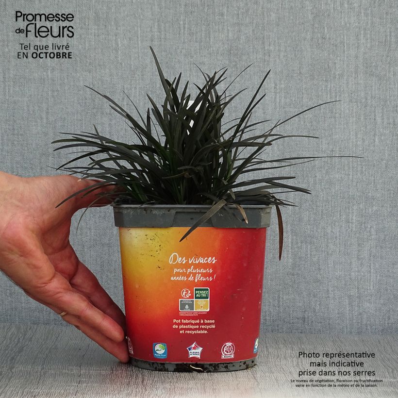 Example of Ophiopogon planiscapus Nigrescens - Schlangenbart Topf mit 2L/3L as you get in automne