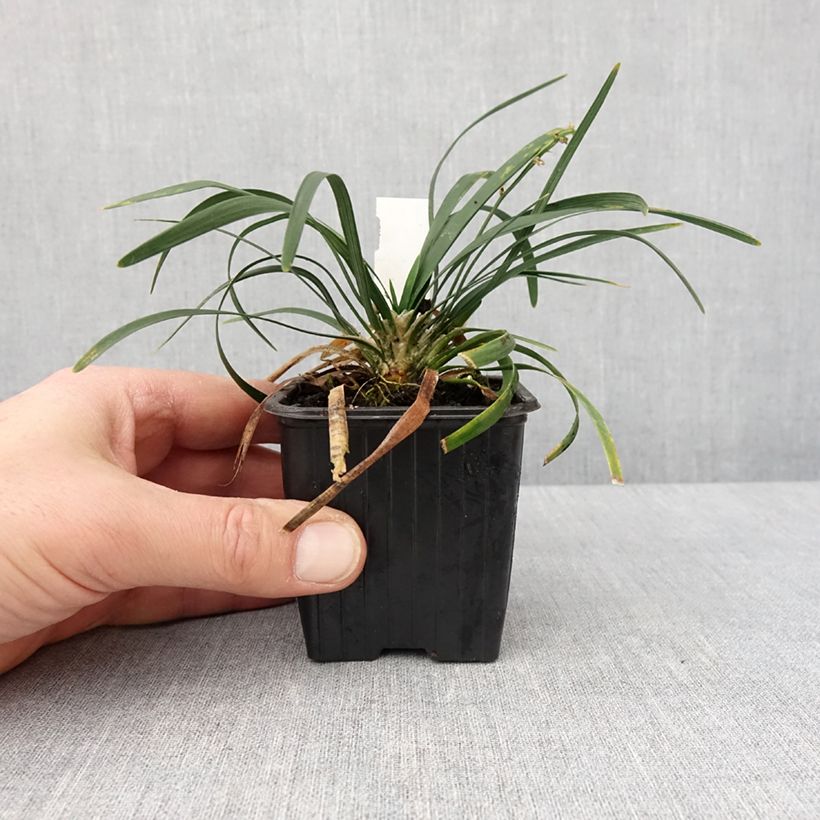Example of Ophiopogon planiscapus Olivaceus - Schlangenbart Kleine Töpfe von 8/9 cm as you get in hiver