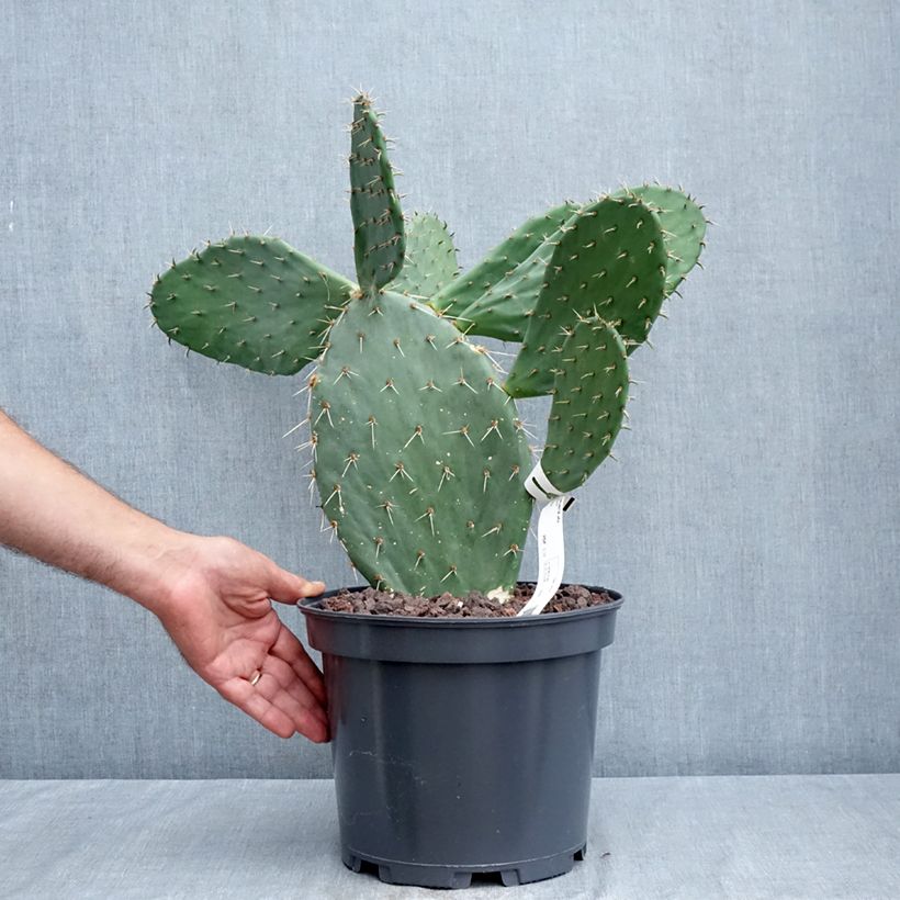 Exemplar von Opuntia engelmannii var. alta - Feigenkaktus Topf mit 4L/5L wie im Sommer geliefert