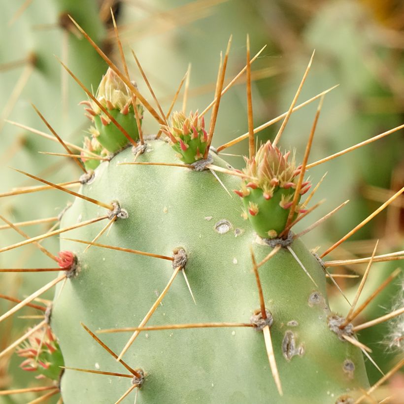 Opuntia bergeriana - Feigenkaktus (Laub)