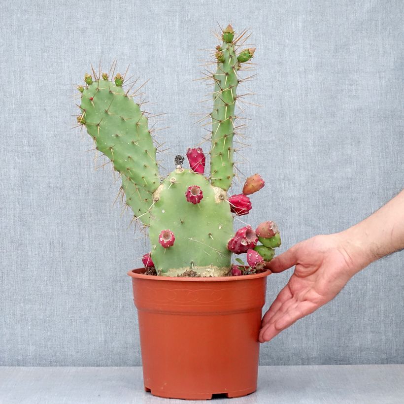Example of Opuntia bergeriana - Feigenkaktus Topf mit 4L/5L as you get in automne