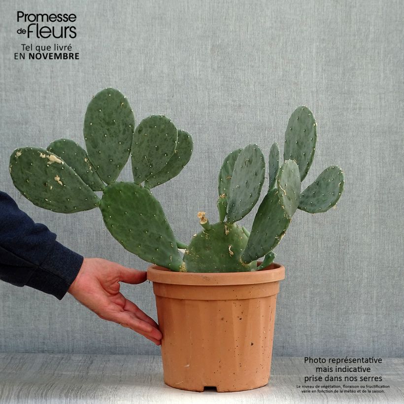 Example of Opuntia cacanapa Ellisiana - Feigenkaktus Topf mit 4L/5L as you get in automne