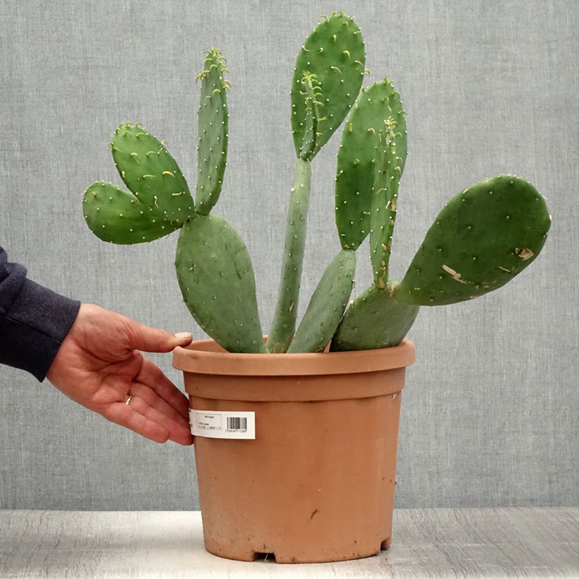 Exemplar von Opuntia cacanapa Ellisiana - Feigenkaktus Topf mit 4L/5L wie im Sommer geliefert