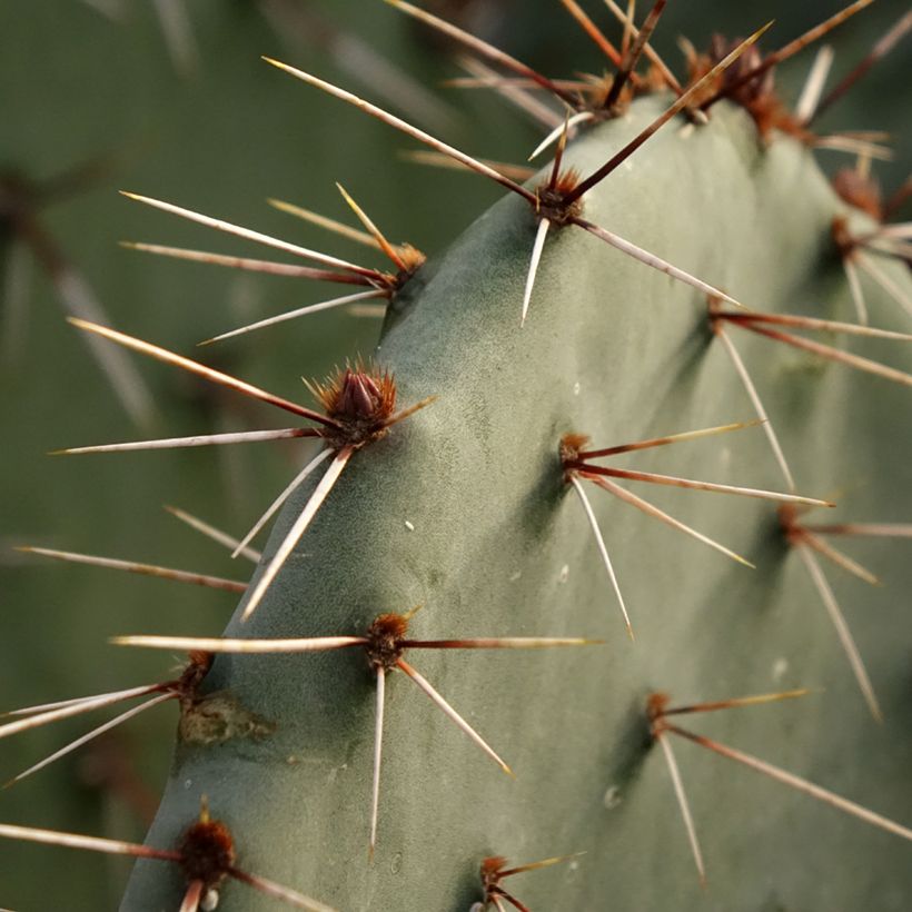 Opuntia dulcis - Feigenkaktus (Laub)