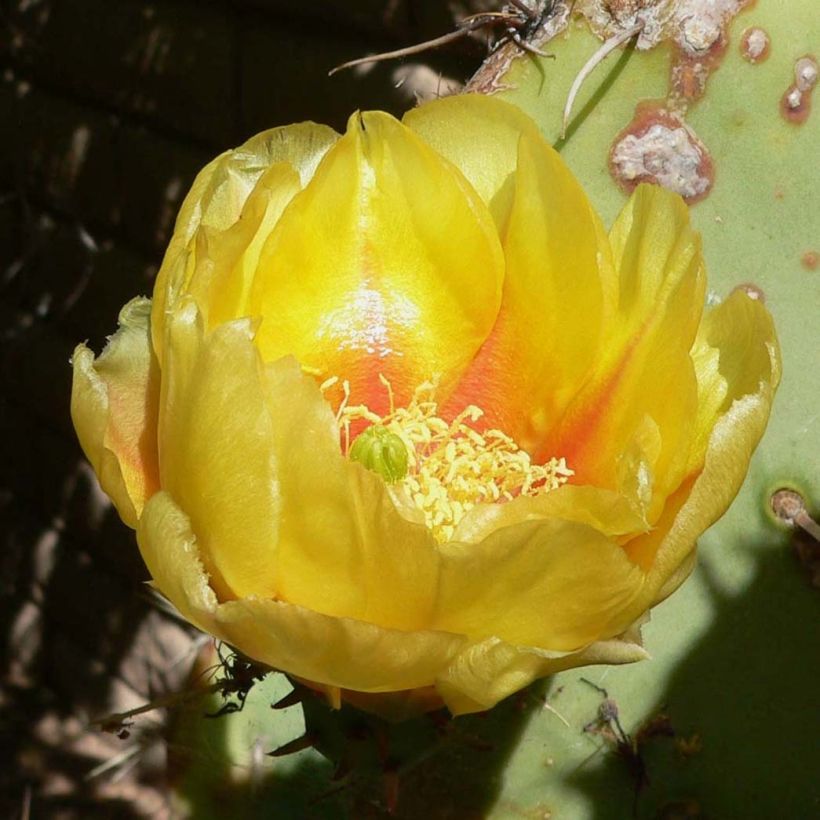 Opuntia engelmannii - Feigenkaktus (Blüte)
