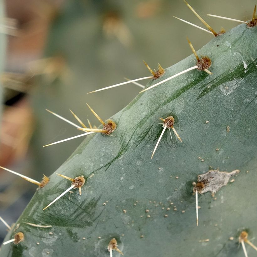 Opuntia engelmannii Belen - Feigenkaktus (Laub)
