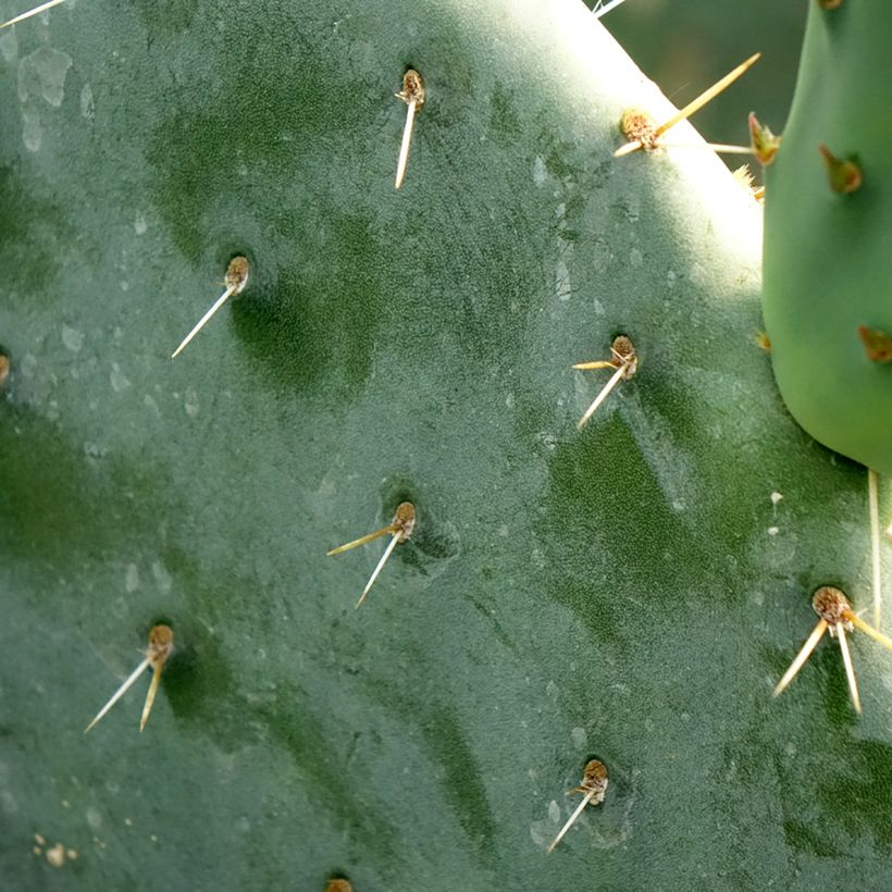Opuntia engelmannii - Feigenkaktus (Laub)