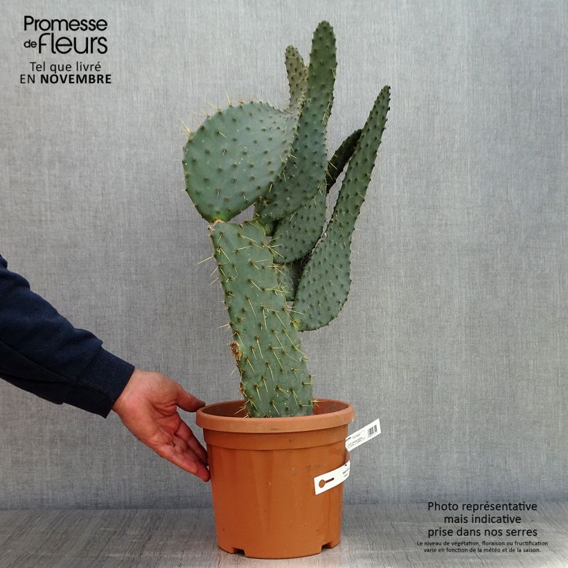 Example of Opuntia engelmannii var.linguiformis - Feigenkaktus Topf mit 4L/5L as you get in automne