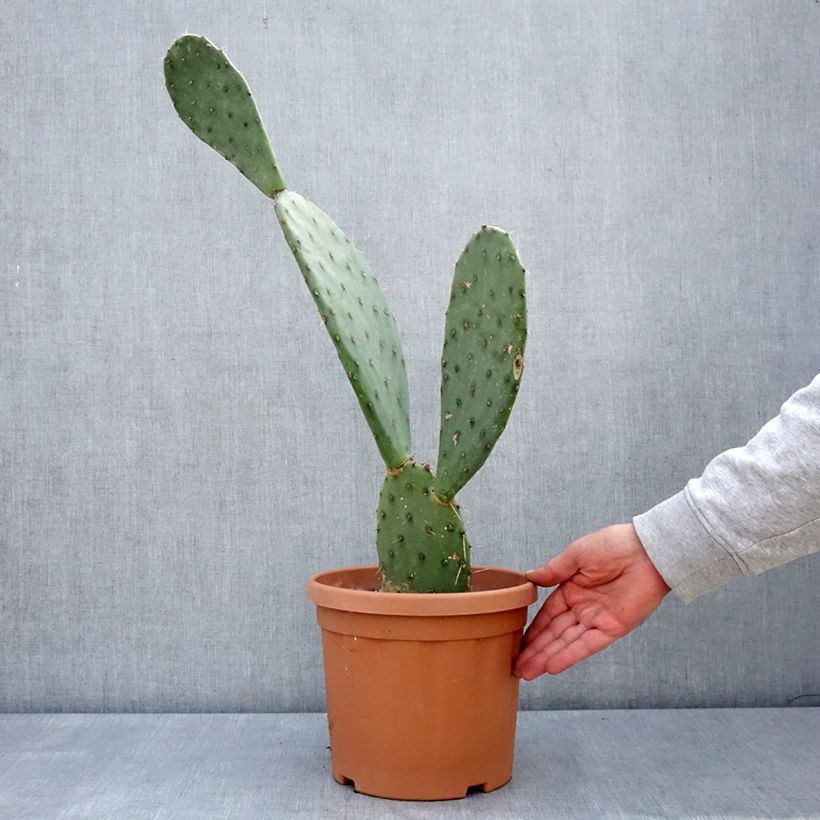 Exemplar von Opuntia laevis - Feigenkaktus Topf mit 4L/5L wie im Frühjahr geliefert