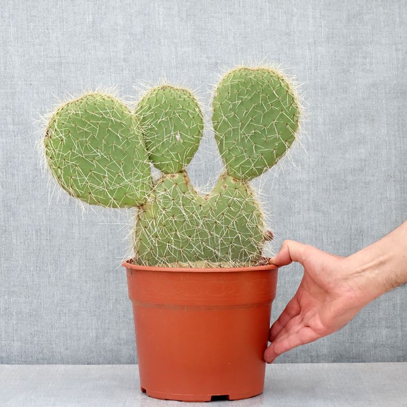 Example of Opuntia leucotricha - Feigenkaktus Topf mit 4L/5L as you get in automne