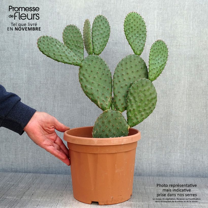 Example of Opuntia lubrica - Feigenkaktus Topf mit 3L/4L as you get in automne