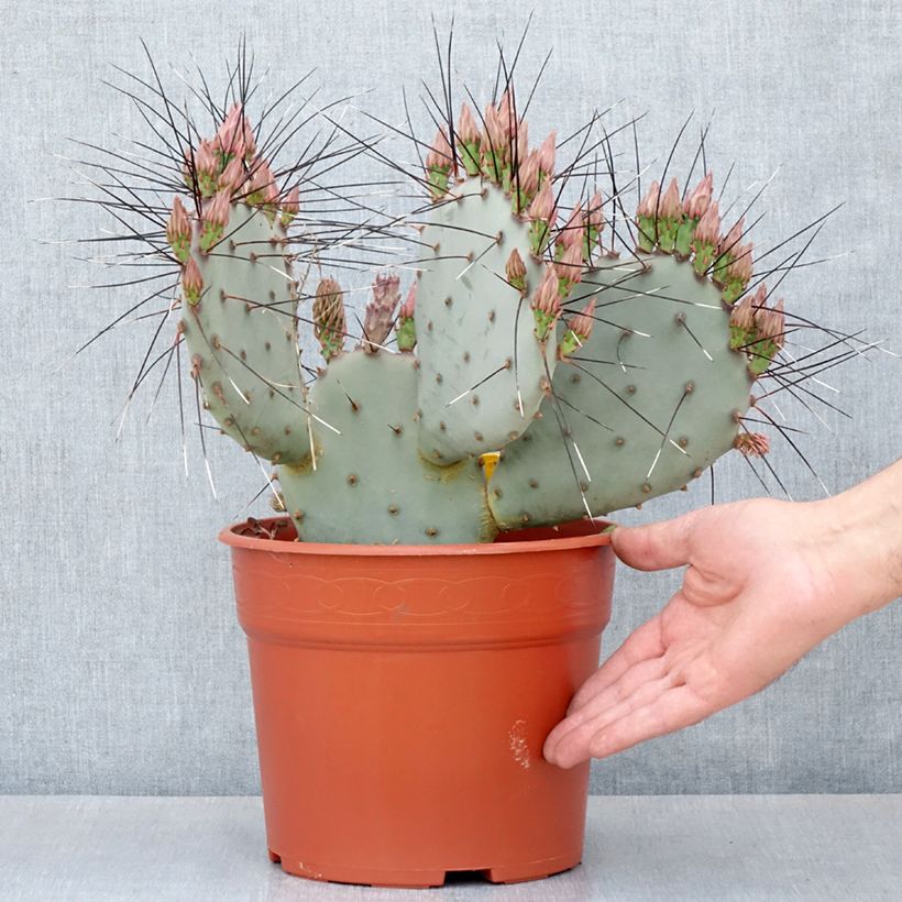 Example of Opuntia macrocentra - Feigenkaktus Topf mit 4L/5L as you get in automne