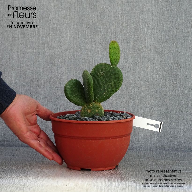 Example of Opuntia microdasys Caress - Feigenkaktus Topf mit 3L/4L as you get in automne