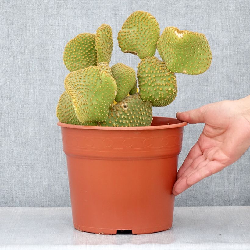 Example of Opuntia microdasys undulata - Feigenkaktus Topf mit 4L/5L as you get in automne