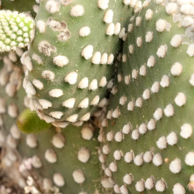 Opuntia microdasys var. albispina - Feigenkaktus (Laub)