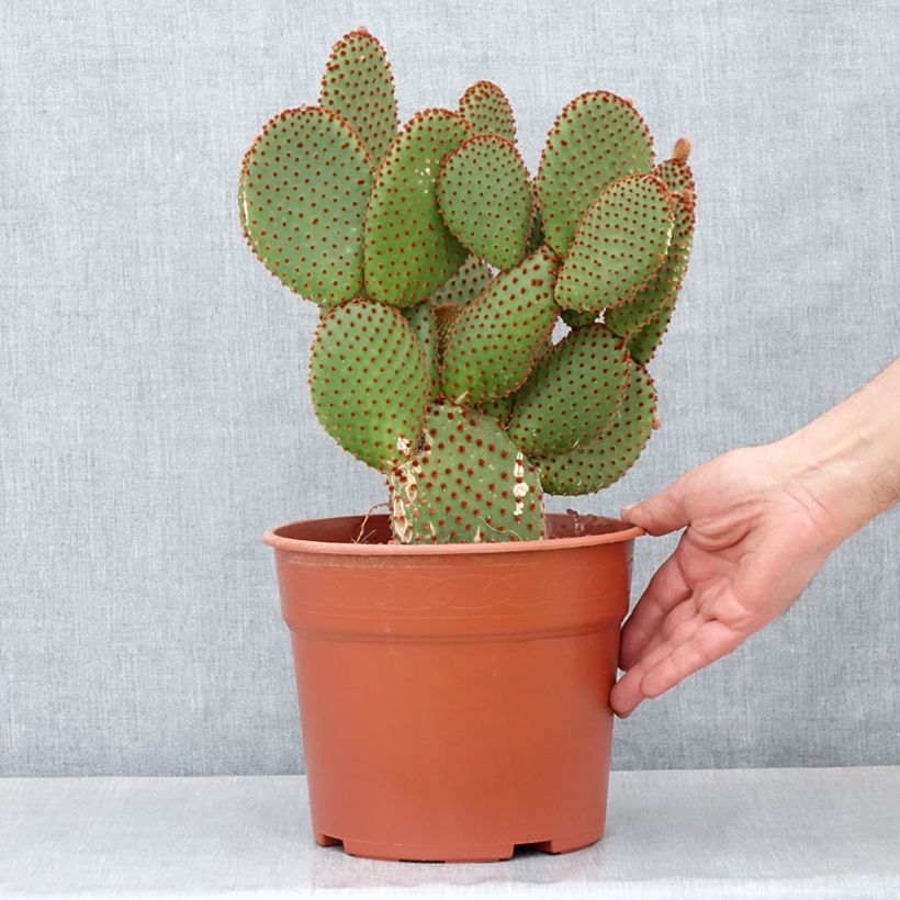 Example of Opuntia microdasys var. rufida - Feigenkaktus Topf mit 4L/5L as you get in automne