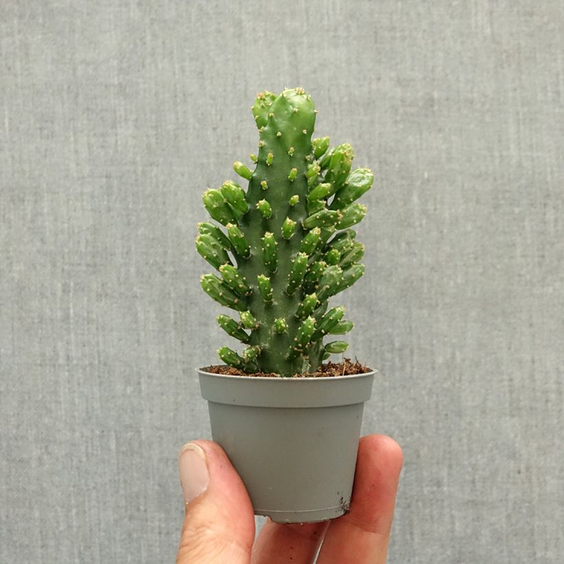 Exemplar von Opuntia monacantha - Cactus raquette Mini-plante wie im Frühjahr geliefert