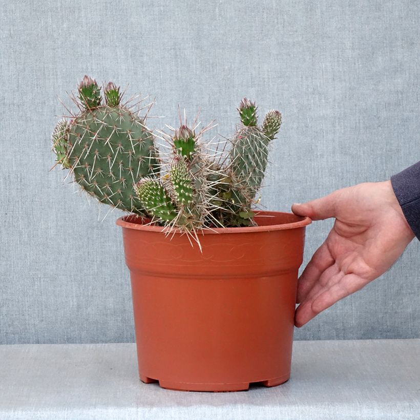 Example of Opuntia polyacantha - Feigenkaktus Topf mit 4L/5L as you get in ete