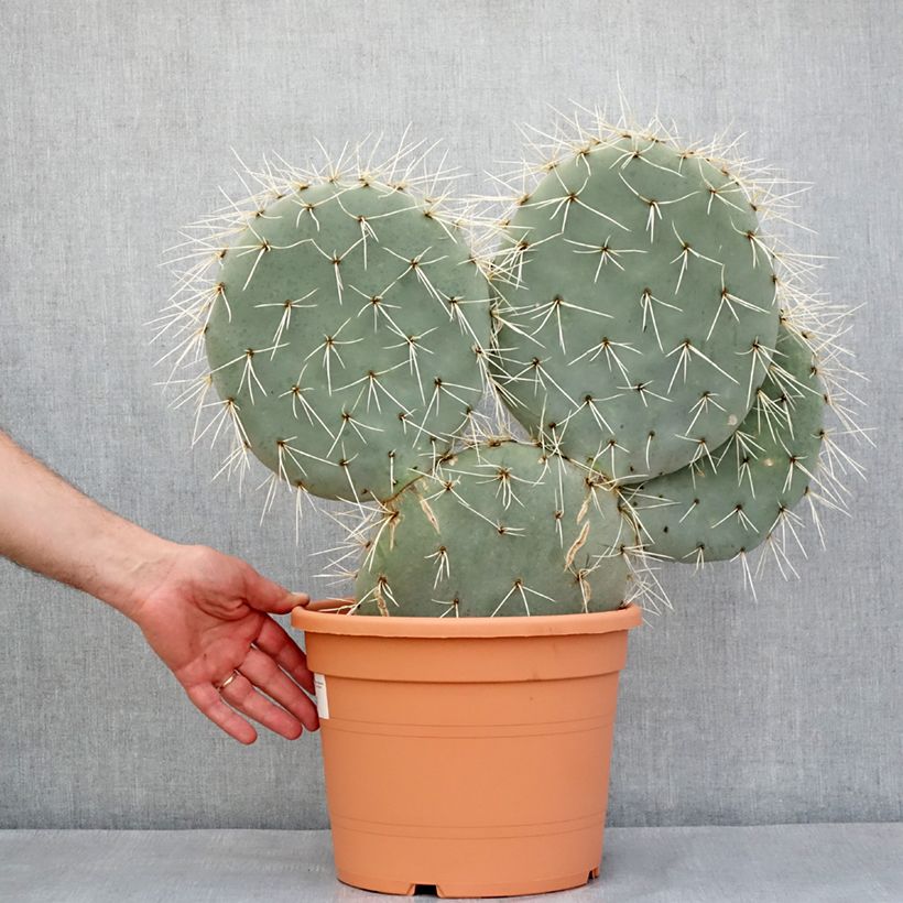 Example of Opuntia robusta - Feigenkaktus Topf mit 7,5L/10L as you get in printemps