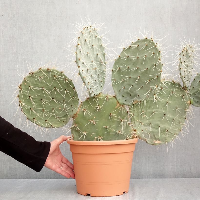 Exemplar von Opuntia robusta - Cactus raquette Pot de 7,5L/10L, 40/50 diamètre wie im Herbst geliefert