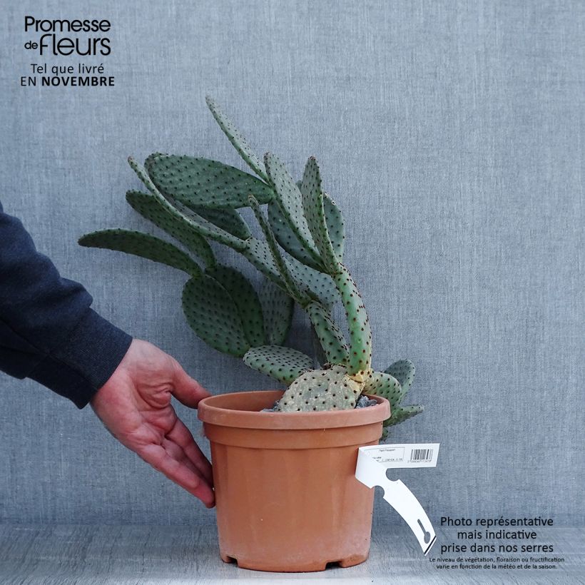 Example of Opuntia rufida - Feigenkaktus Topf mit 3L/4L as you get in automne