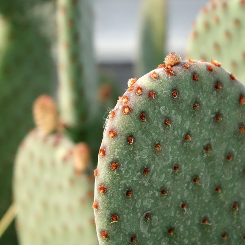 Opuntia rufida - Feigenkaktus (Laub)