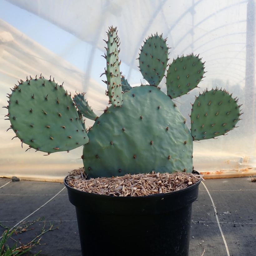 Opuntia sanguinicola - Feigenkaktus (Hafen)