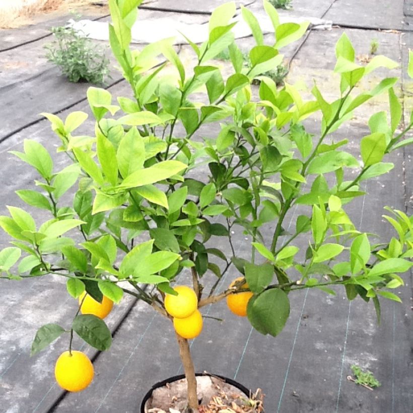 Orange Oranger - Citrus sinensis (Plant habit)