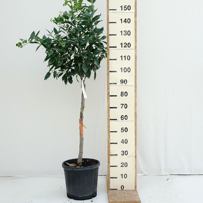 Example of Orange Oranger - Citrus sinensis Topf mit 18L/20L, Halbstamm as you get in ete