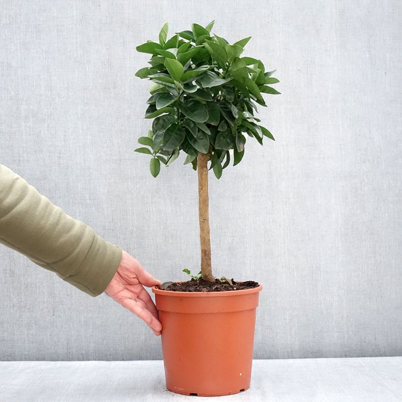 Exemplar von Orange Oranger - Citrus sinensis Topf mit 4L/5L, 1/4 Stängel wie im Winter geliefert