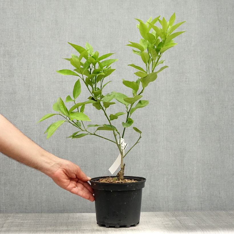 Exemplar von Orange Washington Navel - Citrus sinensis Topf mit 4L/5L, 1/4 Stängel wie im Frühjahr geliefert