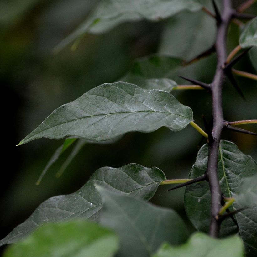 Maclura pomifera - Osagedorn (Foliage)