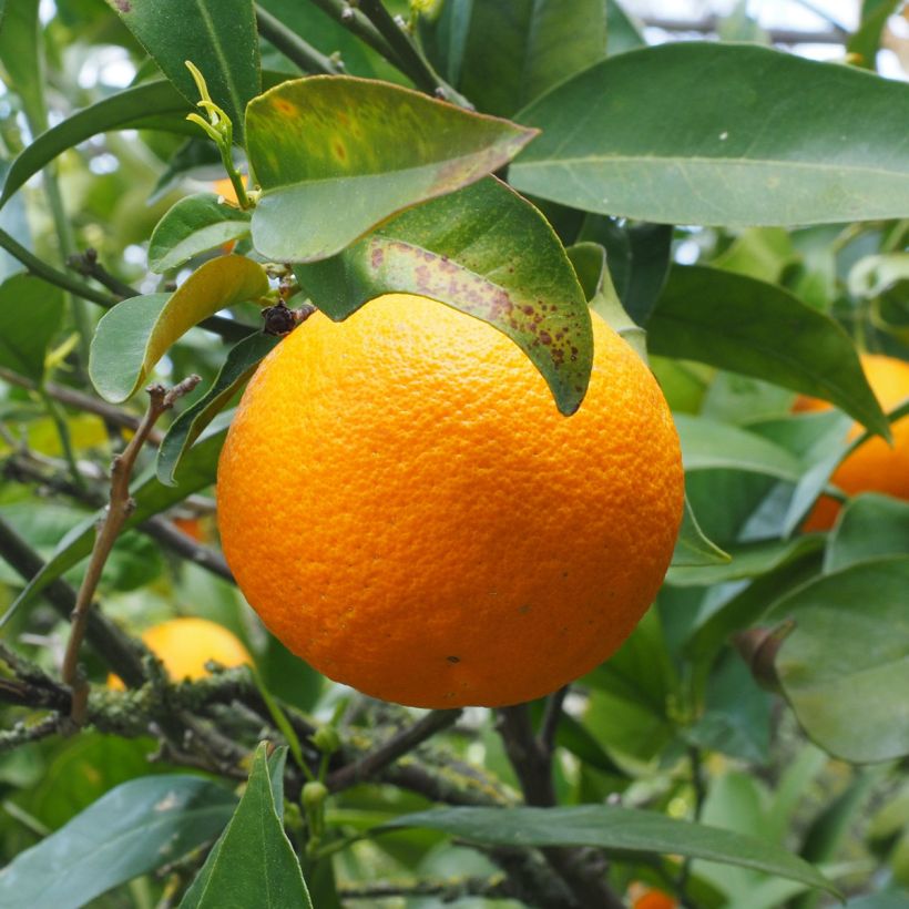 Orange Oranger - Citrus sinensis (Harvest)