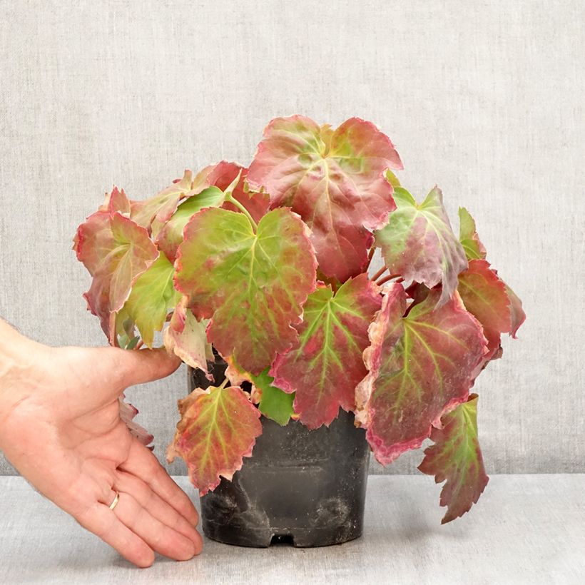 Example of Oredenia Fusion of Fire Topf mit 1,5L/2L as you get in ete