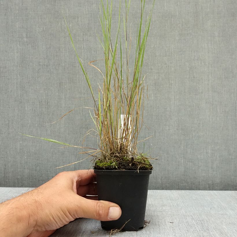 Exemplar von Hordeum jubatum - Mähnen-Gerste Kleine Töpfe von 8/9 cm wie im Sommer geliefert