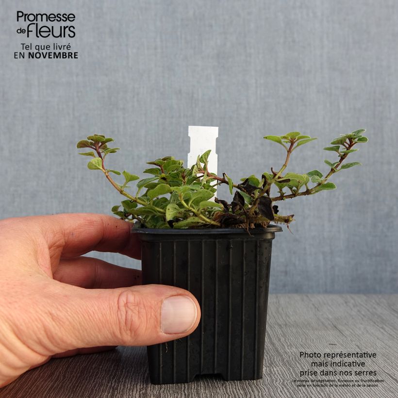 Example of Gewöhnlicher Dost Hot and Spicy - Origanum vulgare Kleine Töpfe von 8/9 cm as you get in automne