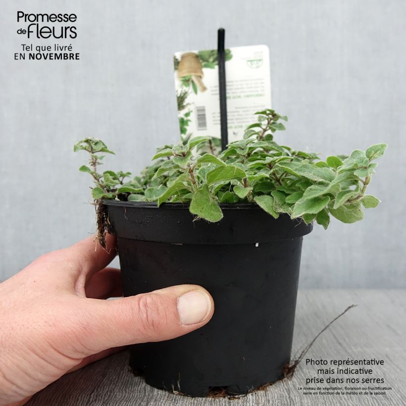 Example of Gewöhnlicher Dost Hot and Spicy - Origanum vulgare Topf mit 1,5L/2L as you get in automne